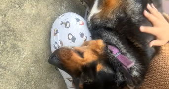 clara pet sitter à AMIENS 80090_2