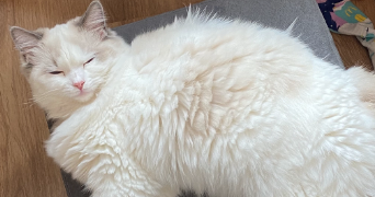 lola pet sitter à BORDEAUX 33800_3