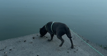 nabiha pet sitter à ST JORY 31790_7