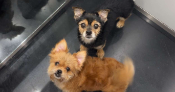 maryem pet sitter à REIMS 51100_2