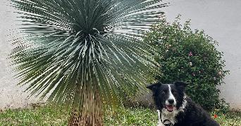 lilou pet sitter à TOULON 83200_1