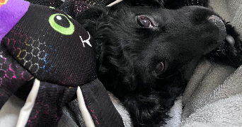 morgane pet sitter à RENNES 35000_4