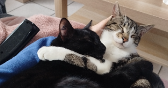 cannelle pet sitter à CELLETTES 41120_1