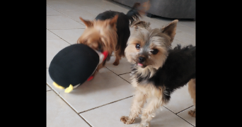 louise pet sitter à PARIS 16 75016_3