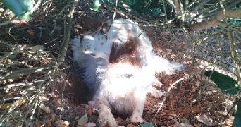 agathe pet sitter à CLERMONT FERRAND 63000_2