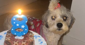 célia dog sitter à DUGNY 93440_1