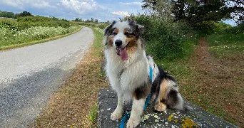 killian pet sitter à PEAULE 56130