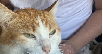 diego pet sitter à LIMOGES 87100_0