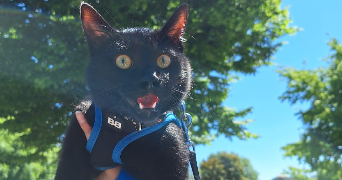 laura pet sitter à DRANCY 93700_0