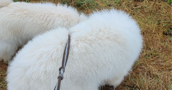 cannelle pet sitter à CELLETTES 41120_2