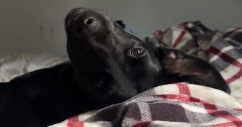 candice pet sitter à LA BOISSE 01120_1