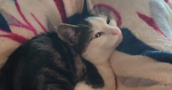 pelaguïa pet sitter à MAGNANVILLE 78200_1