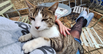 romane pet sitter à ST MARTIN EN HAUT 69850_1