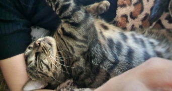 juliette  pet sitter à Les Gets 74260_3