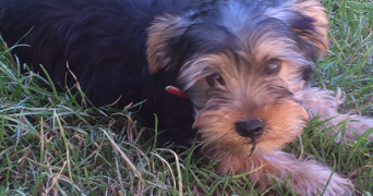 annabelle pet sitter à ST GEOIRE EN VALDAINE 38620_5