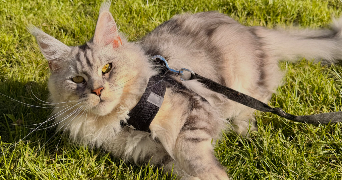 maëva pet sitter à CHERENCE 95510_1