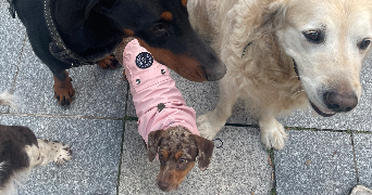 louise pet sitter à MELUN 77000_1