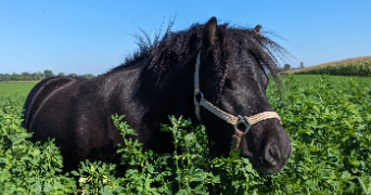 marie pet sitter à SCHILTIGHEIM 67300_5