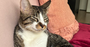 tyla pet sitter à COURBEVOIE 92400_3