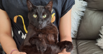 aurelie pet sitter à CHAMPIGNY SUR MARNE 94500_4