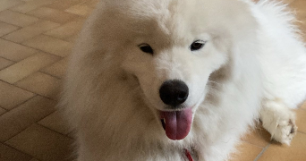 léa pet sitter à DARDILLY 69570_1