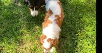 ethan pet sitter à LEVALLOIS PERRET 92300_7