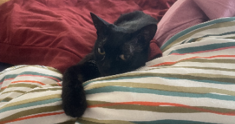 pauline pet sitter à PARIS 20 75020_2