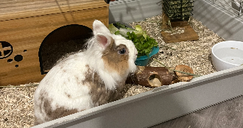 elisa pet sitter à MONTIGNY LES METZ 57950_3