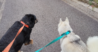 noémie pet sitter à BELLE ISLE EN TERRE 22810_1