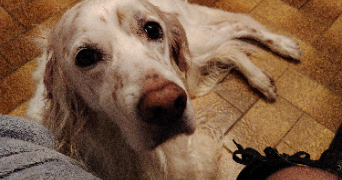 fabienne pet sitter à LA ROCHE SUR YON 85000_3