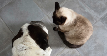 chanel pet sitter à Unieux 42240_5