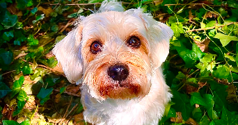 joelle pet sitter à HALLUIN 59250_7