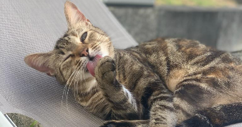 naïdie pet sitter à STRASBOURG 67000_2