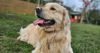 marlene pet sitter à AUNEAU BLEURY ST SYMPHORIEN 28700_9