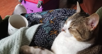 gabriella pet sitter à ST HIPPOLYTE DU FORT 30170_14