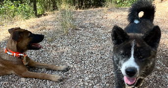 elona pet sitter à TOULON 83000_3