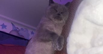 ikram pet sitter à IVRY SUR SEINE 94200_1