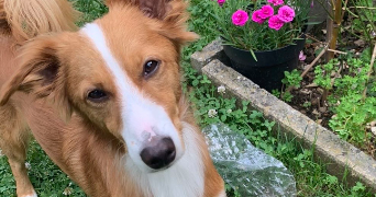 léna pet sitter à QUINCY SOUS SENART 91480_6
