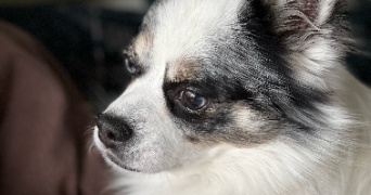 victor pet sitter à Serris 77700_3