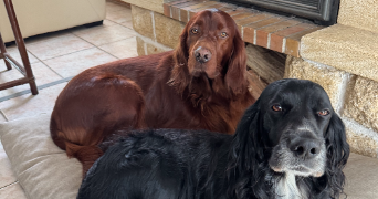 roger dog sitter à MURET 31600_2