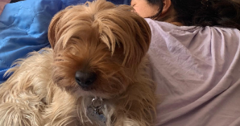 andrea pet sitter à VILLEJUIF 94800_2