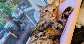 noa pet sitter à Rouen 76000_9