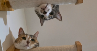 alex pet sitter à LIBOURNE 33500_7