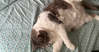 carla pet sitter à LYON 01 69001_6