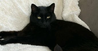 clarisse pet sitter à MESNIL RAOUL 76520_2