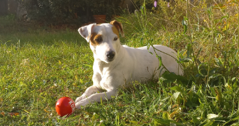 line pet sitter à LE PLESSIS ROBINSON 92350_1
