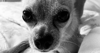 margaux pet sitter à Rouen 76000_3