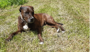 laurianne pet sitter à BERGERAC 24100_2