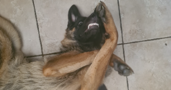 lucie pet sitter à VILLEURBANNE 69100_7