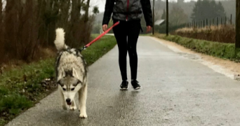 louise pet sitter à ST BRANCHS 37320_3